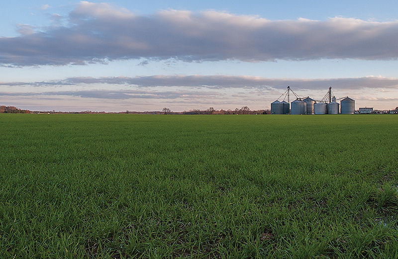 Cover crops